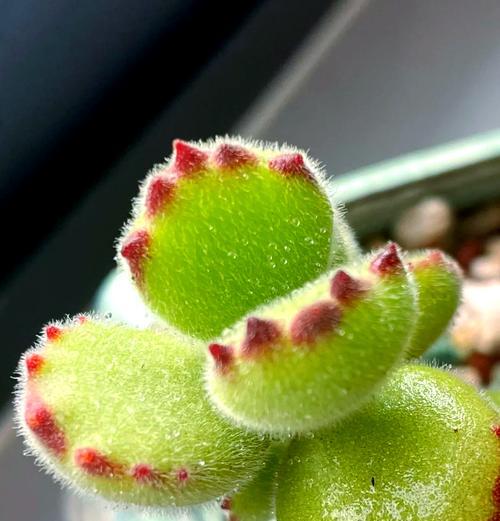 小熊盆栽仙人球开花的秘诀是什么？