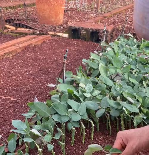 玫瑰花种植最佳土壤是什么？如何选择适合的土壤类型？