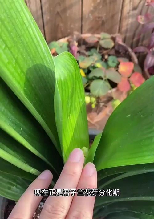 君子兰第二年不开花怎么办？如何正确养护？