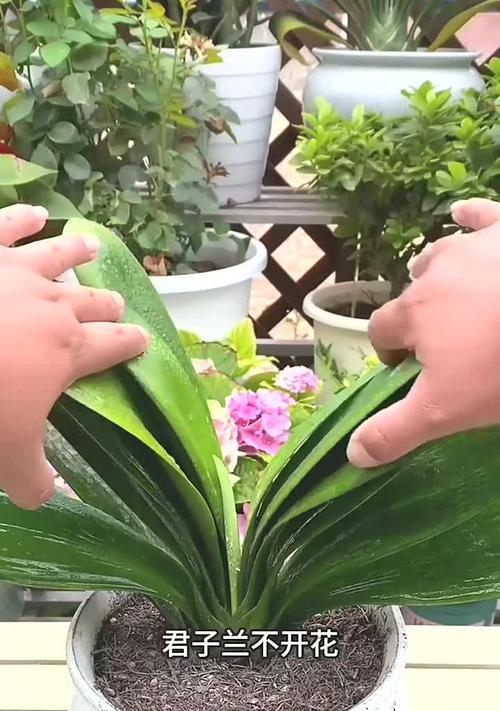 君子兰第二年不开花怎么办？如何正确养护？
