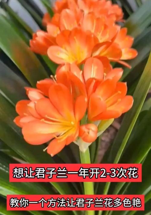君子兰第二年不开花怎么办？如何正确养护？