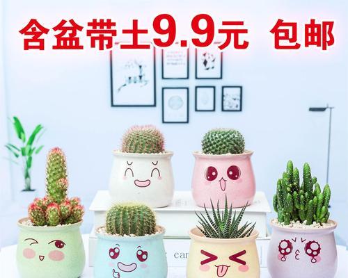 仙人球选择花盆和盆栽的技巧是什么？