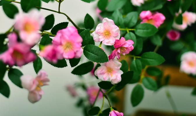 金色玫瑰花藤的养护秘诀是什么？如何保持其色泽？