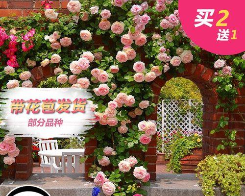 金色玫瑰花藤的养护秘诀是什么？如何保持其色泽？