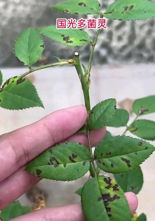 多菌灵可以用于浇君子兰吗？正确的使用方法是什么？