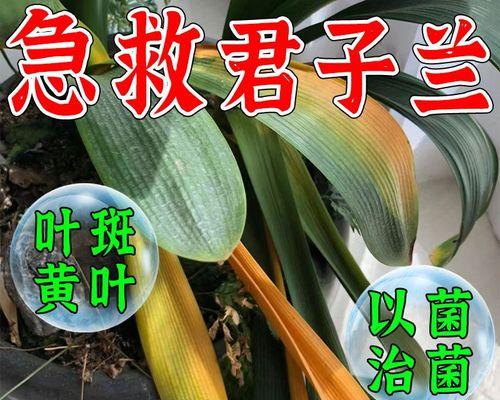 多菌灵可以用于浇君子兰吗？正确的使用方法是什么？