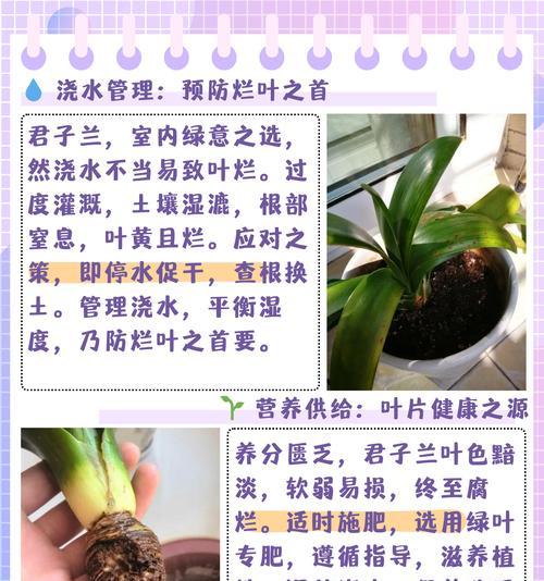 君子兰叶子发黄是什么原因？如何解决？