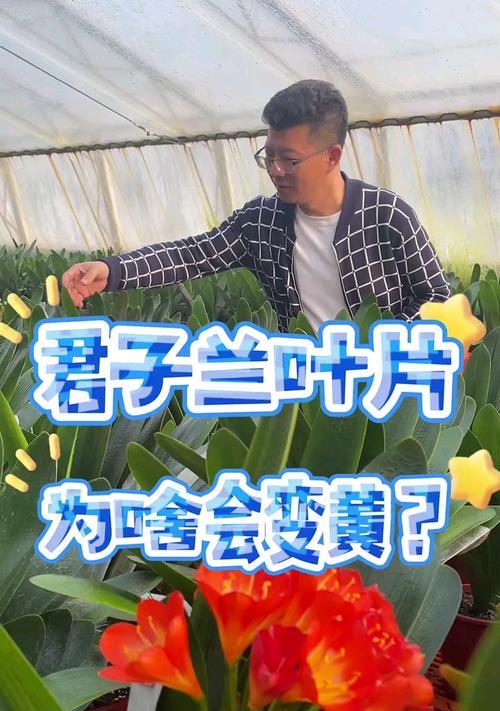 君子兰叶子发黄是什么原因？如何解决？