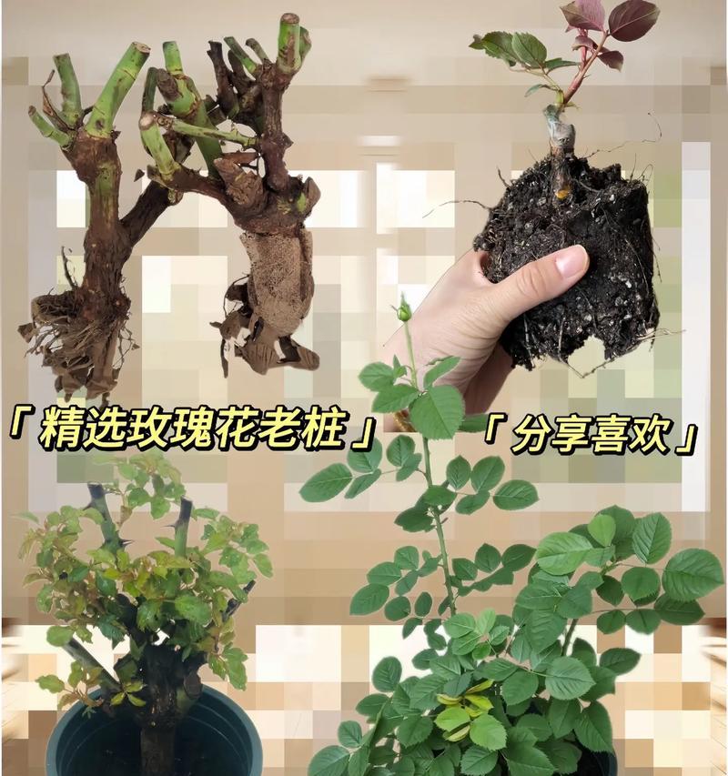 盆栽玫瑰花的正确浇水方法是什么？多久浇一次水？