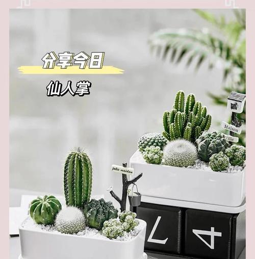 大量仙人掌的养护秘诀是什么？