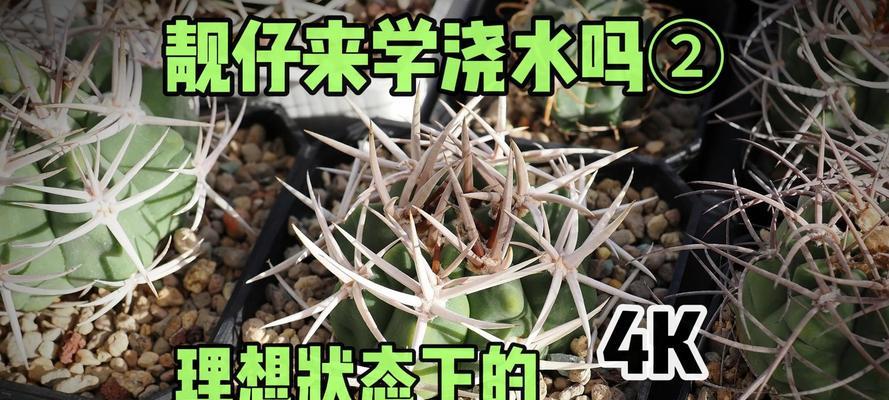 怎样判断仙人球需要浇水？浇水频率和量是多少？