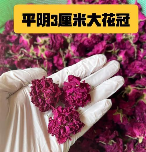 玫瑰花如何养得漂亮高贵？保持玫瑰花美丽高贵的养护秘诀是什么？