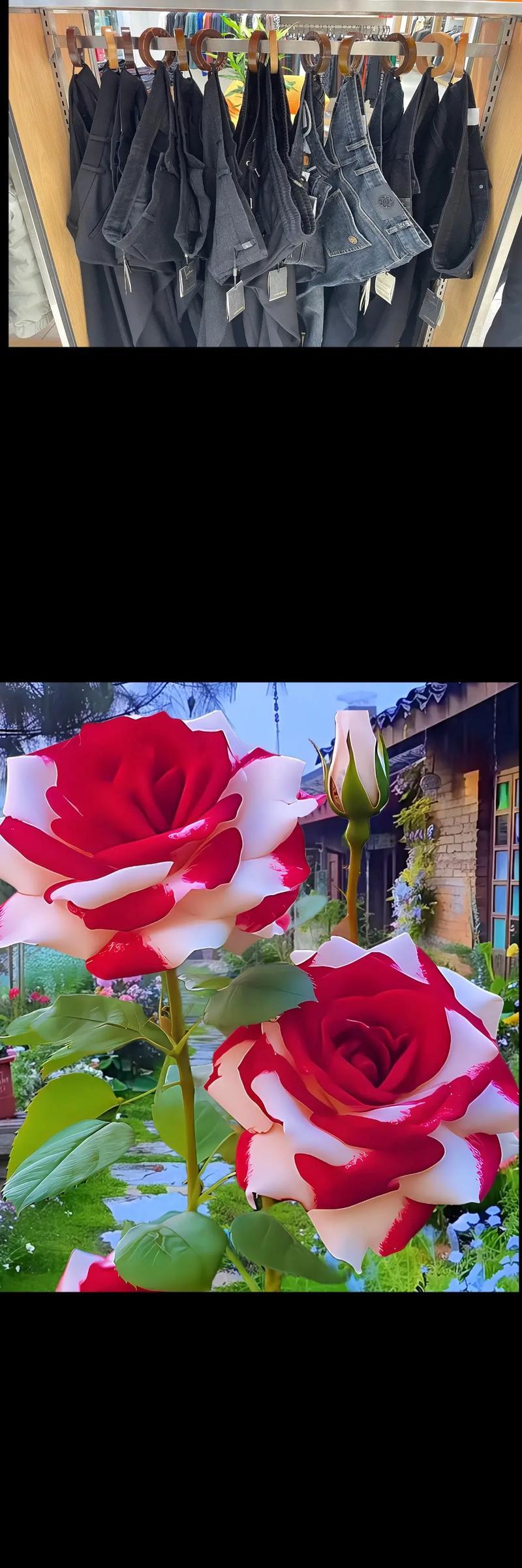 玫瑰花如何养得漂亮高贵？保持玫瑰花美丽高贵的养护秘诀是什么？
