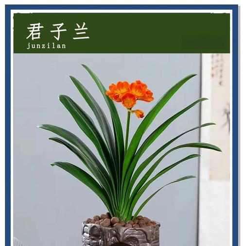 南方君子兰养护管理要点是什么？