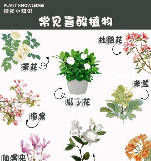 南方君子兰养护管理要点是什么？