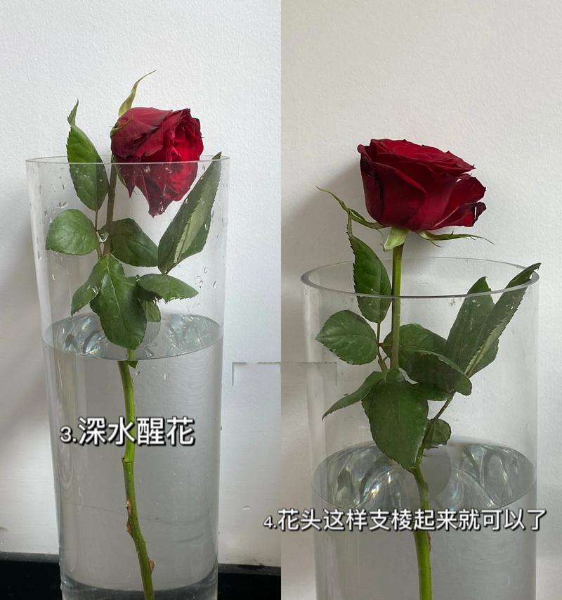 真玫瑰花枯萎如何保存？保存方法有哪些？