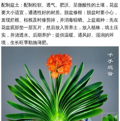 君子兰红花如何养护？