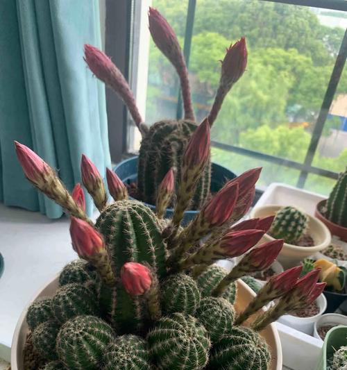 黑虎掌仙人球的正确养殖步骤是什么？
