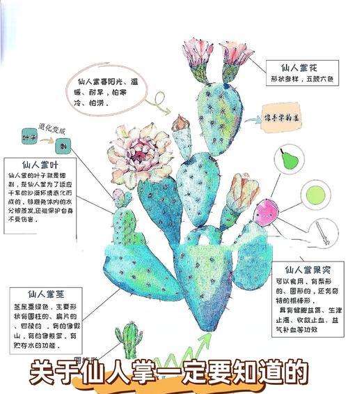 黑虎掌仙人球的正确养殖步骤是什么？