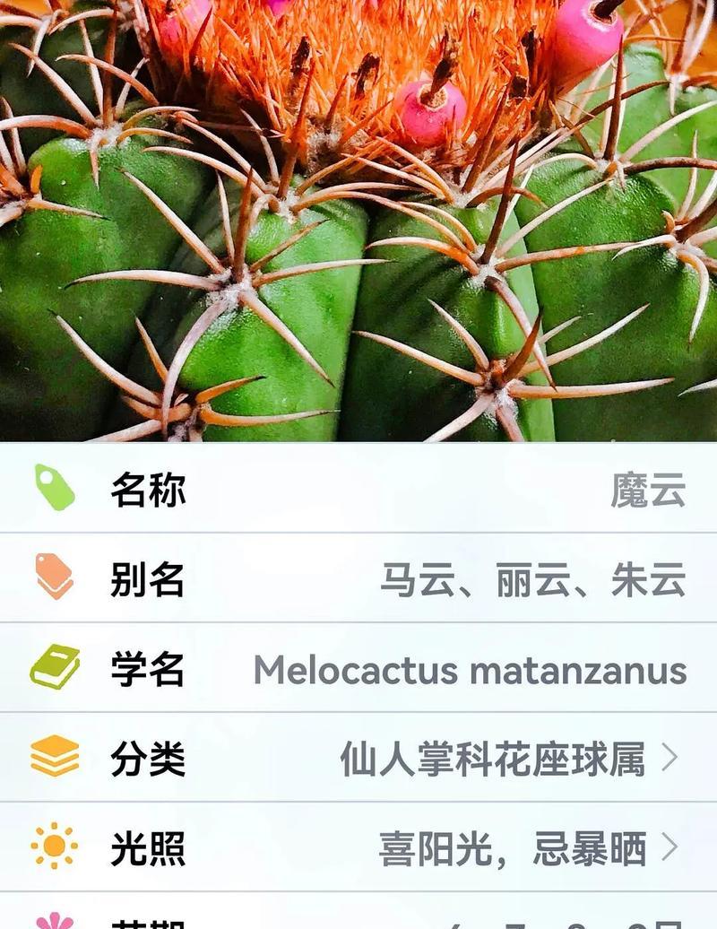 黑虎掌仙人球的正确养殖步骤是什么？