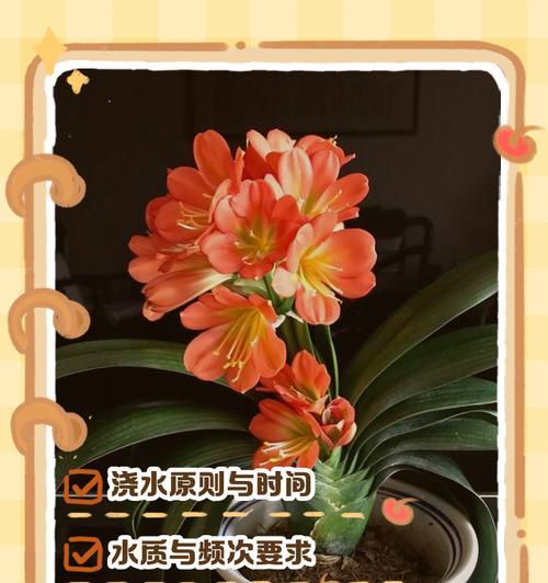 君子兰苗浇水有什么讲究？哪种水最适合种植君子兰？