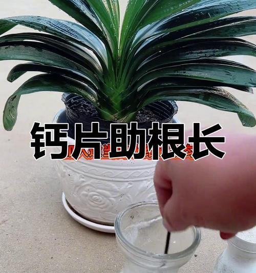 君子兰单叶生长周期是多久？