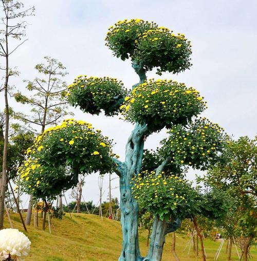 仙人掌小菊花的日常养护要点是什么？