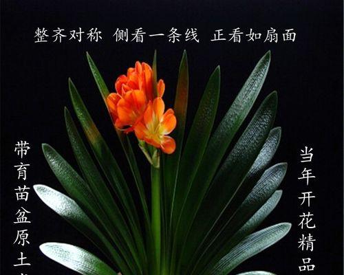 君子兰育苗速度受哪些因素影响？为什么有的快有的慢？