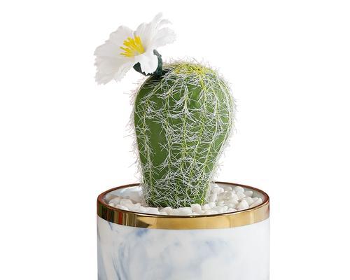 仙人掌盆栽玻璃缸养殖方法？是否适合种植仙人掌？