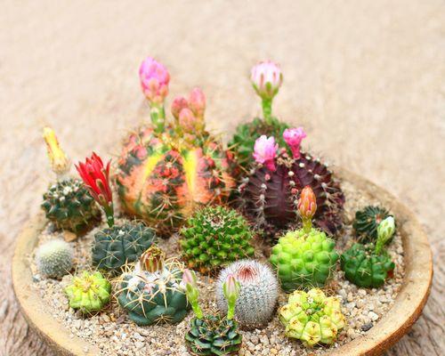 仙人掌盆栽玻璃缸养殖方法？是否适合种植仙人掌？