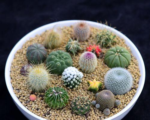 仙人掌盆栽玻璃缸养殖方法？是否适合种植仙人掌？