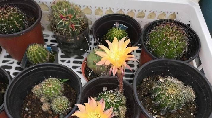 大棵仙人球带盆养护技巧？怎样保持美观？