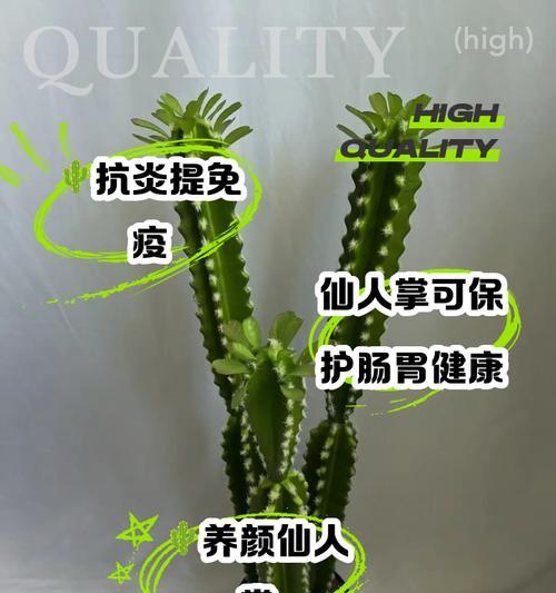新入手的仙人掌如何养护？有哪些常见问题？