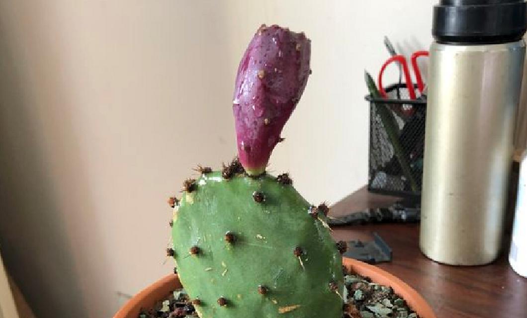 新入手的仙人掌如何养护？有哪些常见问题？