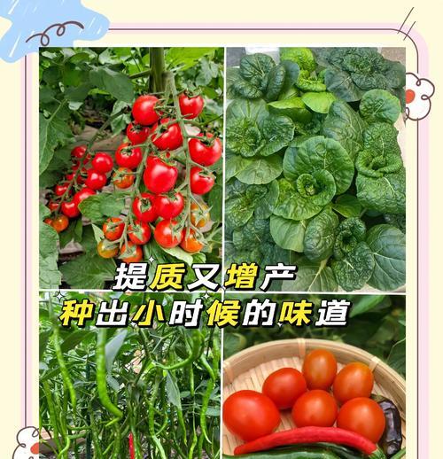 鸡粪作为仙人掌肥料的正确使用方法是什么？