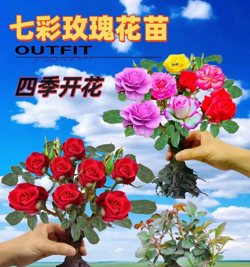 小颗玫瑰花正确的浇水频率是多少？