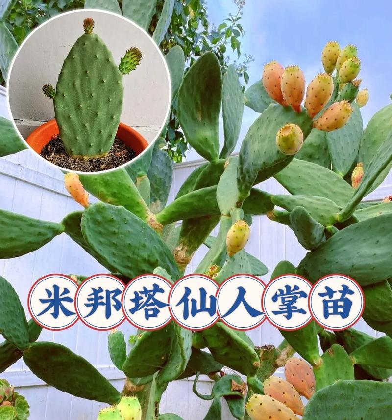 仙人掌种子播种方法有哪些？