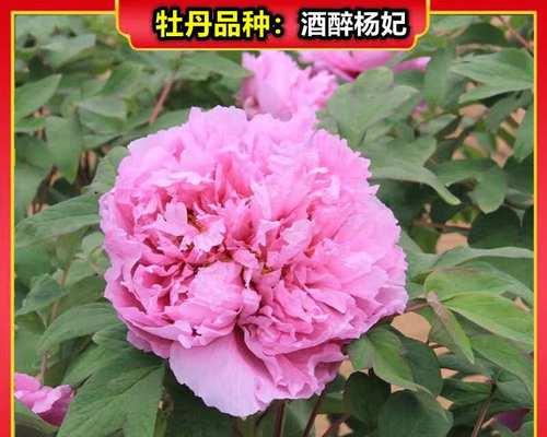 牡丹花栽种几年后最容易成活？