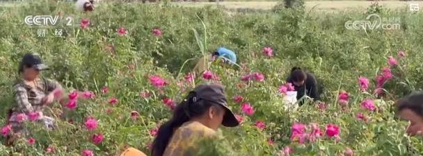 和田玫瑰花的种植方法是什么？