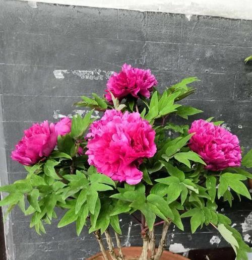 牡丹花只能在哪开花呢为什么？环境条件有何影响？