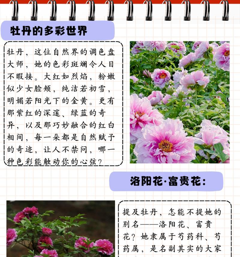 牡丹花只能在哪开花呢为什么？环境条件有何影响？