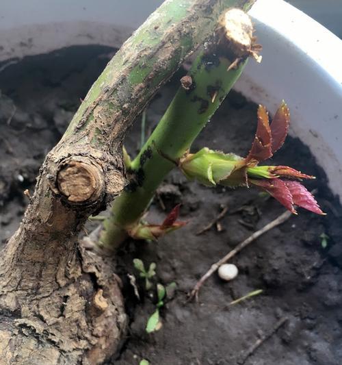 玫瑰花为何停止发芽？如何解决？