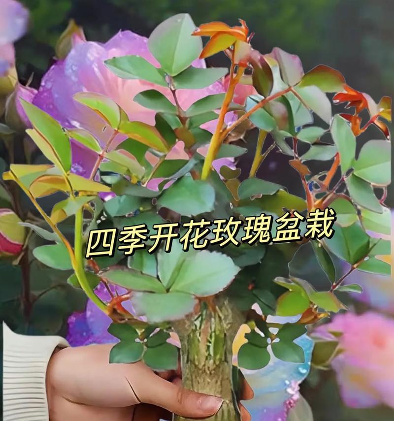 玫瑰花为何停止发芽？如何解决？