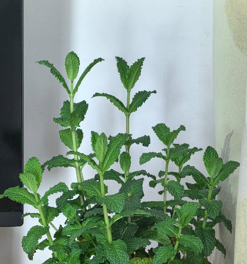 玫瑰花为何停止发芽？如何解决？