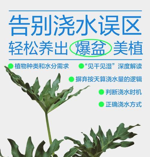 君子兰需要多久浇一次水？浇水的正确时机和原因是什么？