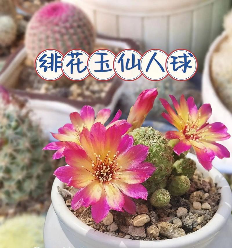 罕见仙人球开花的养护技巧是什么？