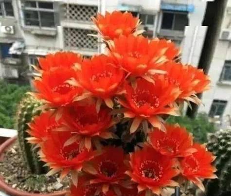 罕见仙人球开花的养护技巧是什么？