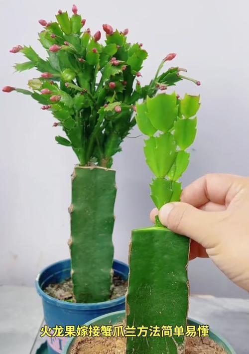 嫁接好的蟹爪仙人球怎么保存？保存期间需要注意什么？