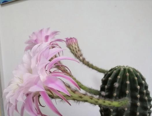 仙人掌新枝条修剪的美观技巧是什么？