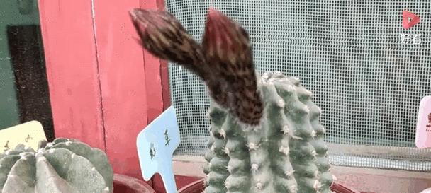 赤凤仙人球何时开花？正确的养护方法是什么？